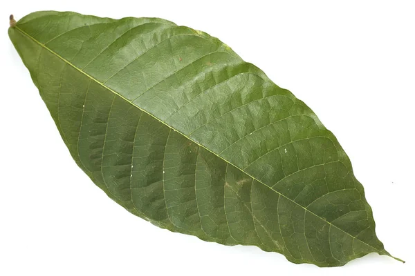 Закрыть Какао Зеленый Лист Theobroma Cacao Семена Белом Фоне — стоковое фото