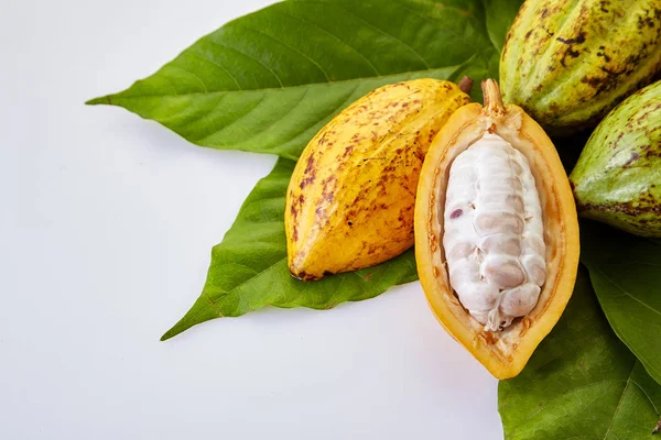 Buah Matang Pod Cocoa Dengan Daun Cocoa Pada Latar Belakang — Stok Foto