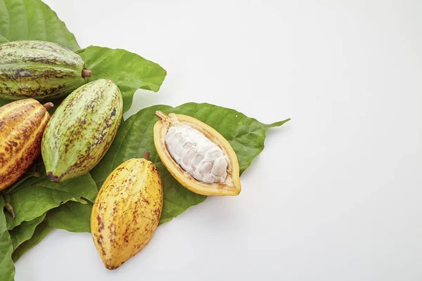 Buah Matang Pod Cocoa Dengan Daun Cocoa Pada Latar Belakang — Stok Foto