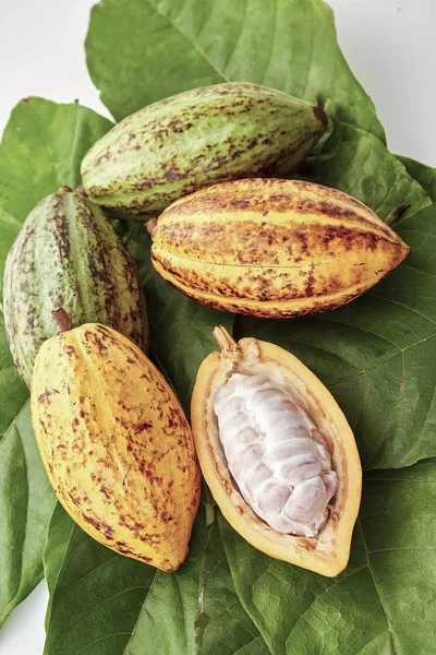 Buah Matang Pod Cocoa Dengan Daun Cocoa Pada Latar Belakang — Stok Foto