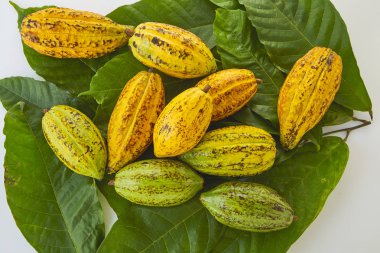 Taze Kakao bakla Kakao yaprağı ve kakao meyve beyaz arka plan, Gıda sanayi kavramı