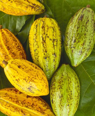 Taze Kakao bakla Kakao yaprağı ve kakao meyve beyaz arka plan, Gıda sanayi kavramı