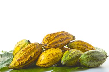 Taze Kakao bakla Kakao yaprağı ve kakao meyve beyaz arka plan, Gıda sanayi kavramı