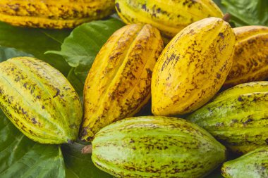 Taze Kakao bakla Kakao yaprağı ve kakao meyve beyaz arka plan, Gıda sanayi kavramı