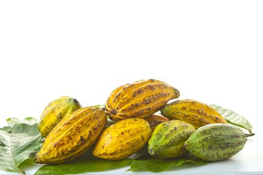 Taze Kakao bakla Kakao yaprağı ve kakao meyve beyaz arka plan, Gıda sanayi kavramı