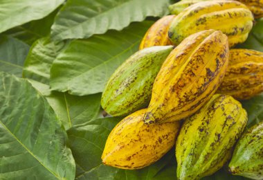 Taze Kakao bakla Kakao yaprağı ve kakao meyve beyaz arka plan, Gıda sanayi kavramı