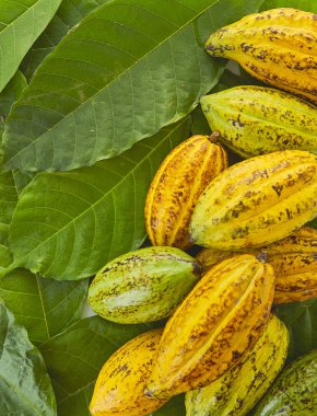 Taze Kakao bakla Kakao yaprağı ve kakao meyve beyaz arka plan, Gıda sanayi kavramı