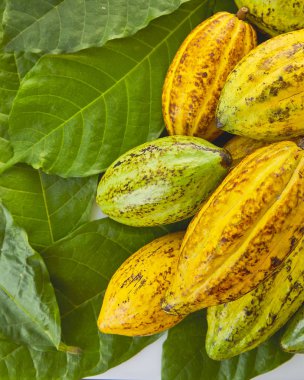 Taze Kakao bakla Kakao yaprağı ve kakao meyve beyaz arka plan, Gıda sanayi kavramı