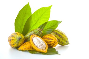 Taze Kakao bakla Kakao yaprağı ve kakao meyve beyaz arka plan, Gıda sanayi kavramı