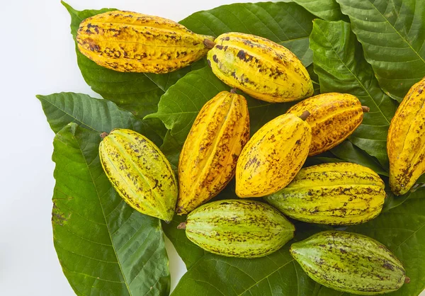 Taze Kakao bakla Kakao yaprağı ve kakao meyve beyaz arka plan, Gıda sanayi kavramı