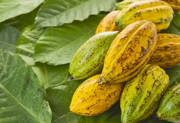 Pod Cocoa Segar Daun Cocoa Dan Buah Cocoa Pada Latar — Stok Foto