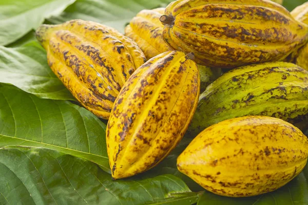 Pod Cocoa Segar Daun Cocoa Dan Buah Cocoa Pada Latar — Stok Foto