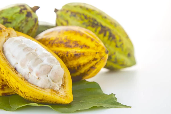 Pod Cocoa Segar Daun Cocoa Dan Buah Cocoa Pada Latar — Stok Foto