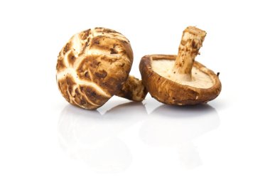 Taze shiitake mantar beyaz arka plan Tonik bileşenleri izole