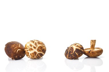 Taze shiitake mantar beyaz arka plan Tonik bileşenleri izole