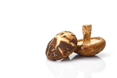 Taze shiitake mantar beyaz arka plan Tonik bileşenleri izole