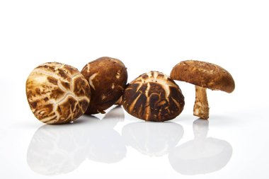 Taze shiitake mantar beyaz arka plan Tonik bileşenleri izole