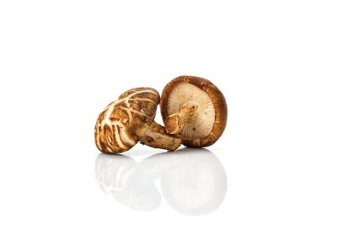 Taze shiitake mantar beyaz arka plan Tonik bileşenleri izole