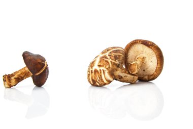 Taze shiitake mantar beyaz arka plan Tonik bileşenleri izole