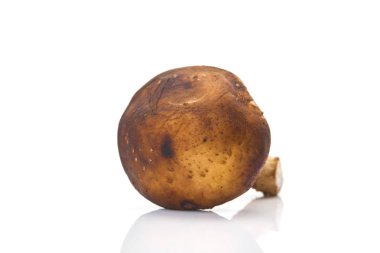 Taze shiitake mantar beyaz arka plan Tonik bileşenleri izole