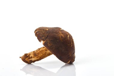 Taze shiitake mantar beyaz arka plan Tonik bileşenleri izole