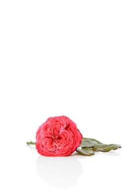 Beyaz arka plan üzerinde çiy damlaları ile taze güzel kırmızı gül, kopya alanı, yakın çekim