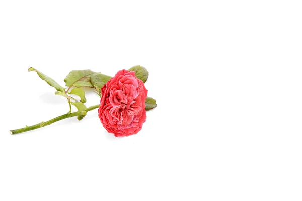 Rosa Vermelha Bonita Fresca Com Gotas Orvalho Fundo Branco Espaço — Fotografia de Stock
