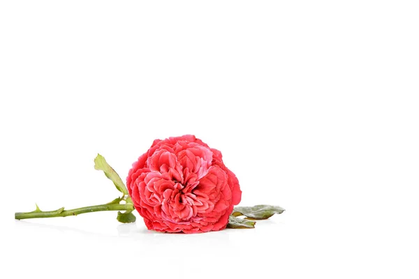Rosa Vermelha Bonita Fresca Com Gotas Orvalho Fundo Branco Espaço — Fotografia de Stock