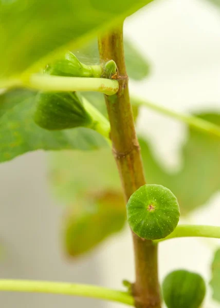 Close Branch Organic Green Raw Figs Ripe Fig Fruits Leaves — Stock Photo, Image