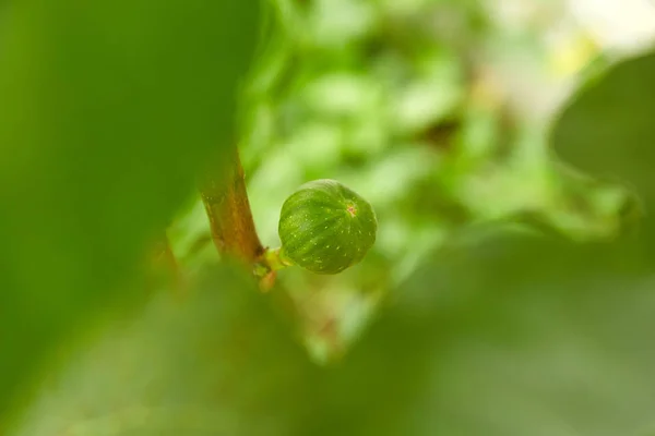 Gros Plan Branche Figues Crues Vertes Biologiques Figuier Mûr Fruits — Photo