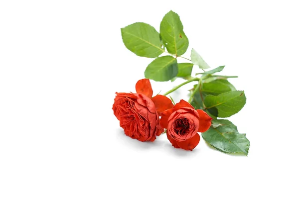 Beautiful Red Rose With Leaves On White Background Stock Photo, Picture and  Royalty Free Image. Image 20486624.