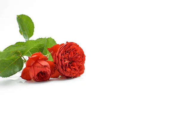 Belo Buquê Com Rosas Vermelhas Folhas Fundo Branco Casamento Aniversário — Fotografia de Stock