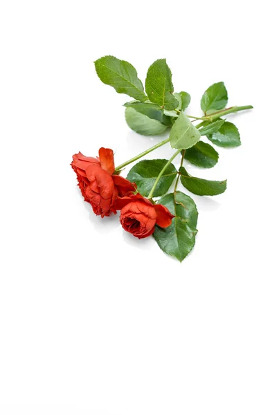 Belo Buquê Com Rosas Vermelhas Folhas Fundo Branco Casamento Aniversário — Fotografia de Stock