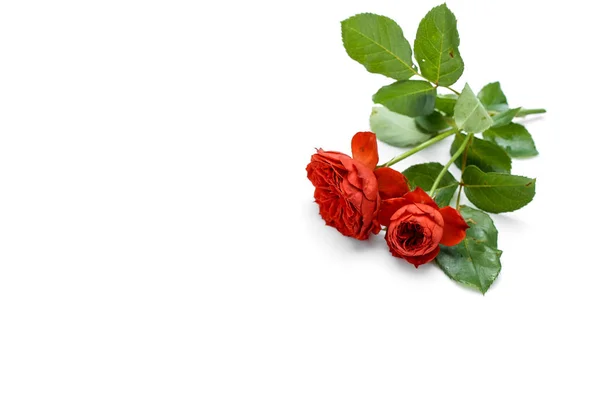 Gyönyörű Csokor Vörös Rózsa Levelek Fehér Háttér Esküvő Születésnap Valentin — Stock Fotó