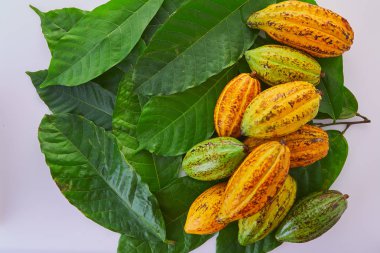 Beyaz arka planda yeşil yapraklı taze kakao meyveleri