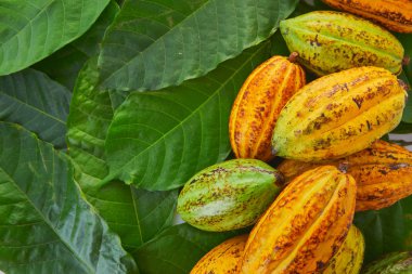 Beyaz arka planda yeşil yapraklı taze kakao meyveleri