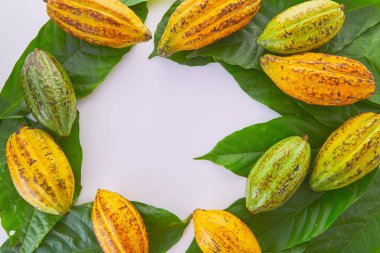 Beyaz arka planda yeşil yapraklı taze kakao meyveleri