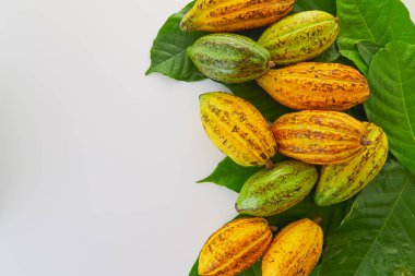Beyaz arka planda yeşil yapraklı taze kakao meyveleri