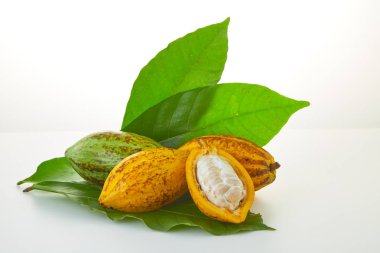 Beyaz arka planda yeşil yapraklı taze kakao meyveleri