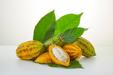 Beyaz arka planda yeşil yapraklı taze kakao meyveleri