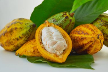 Beyaz arka planda yeşil yapraklı taze kakao meyveleri