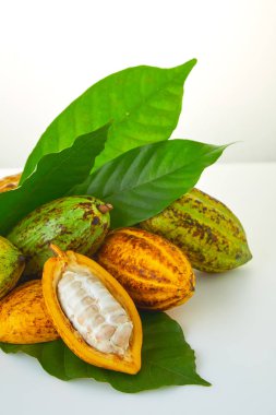 Beyaz arka planda yeşil yapraklı taze kakao meyveleri