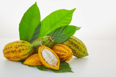 Beyaz arka planda yeşil yapraklı taze kakao meyveleri