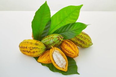 Beyaz arka planda yeşil yapraklı taze kakao meyveleri