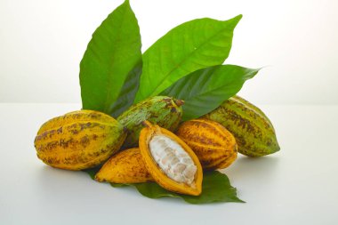 Beyaz arka planda yeşil yapraklı taze kakao meyveleri