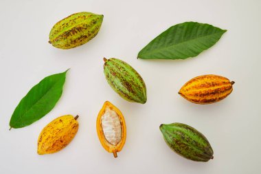 Beyaz arka planda yeşil yapraklı taze kakao meyveleri