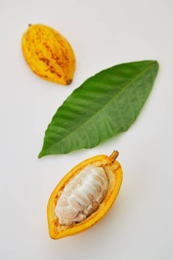 Beyaz arka planda yeşil yapraklı taze kakao meyveleri