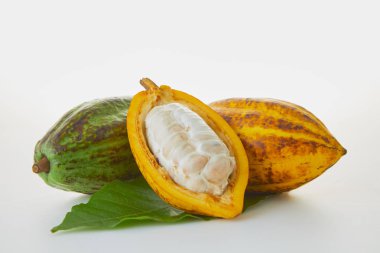 Beyaz arka planda yeşil yapraklı taze kakao meyveleri