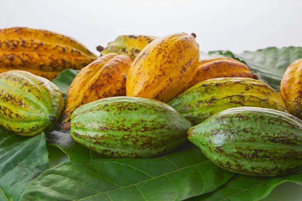 Fersk Kakaobukt Med Grønt Blad Hvit Bakgrunn – stockfoto