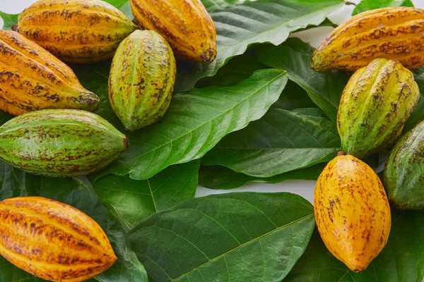 Buah Kakao Segar Dengan Daun Hijau Dengan Latar Belakang Putih — Stok Foto